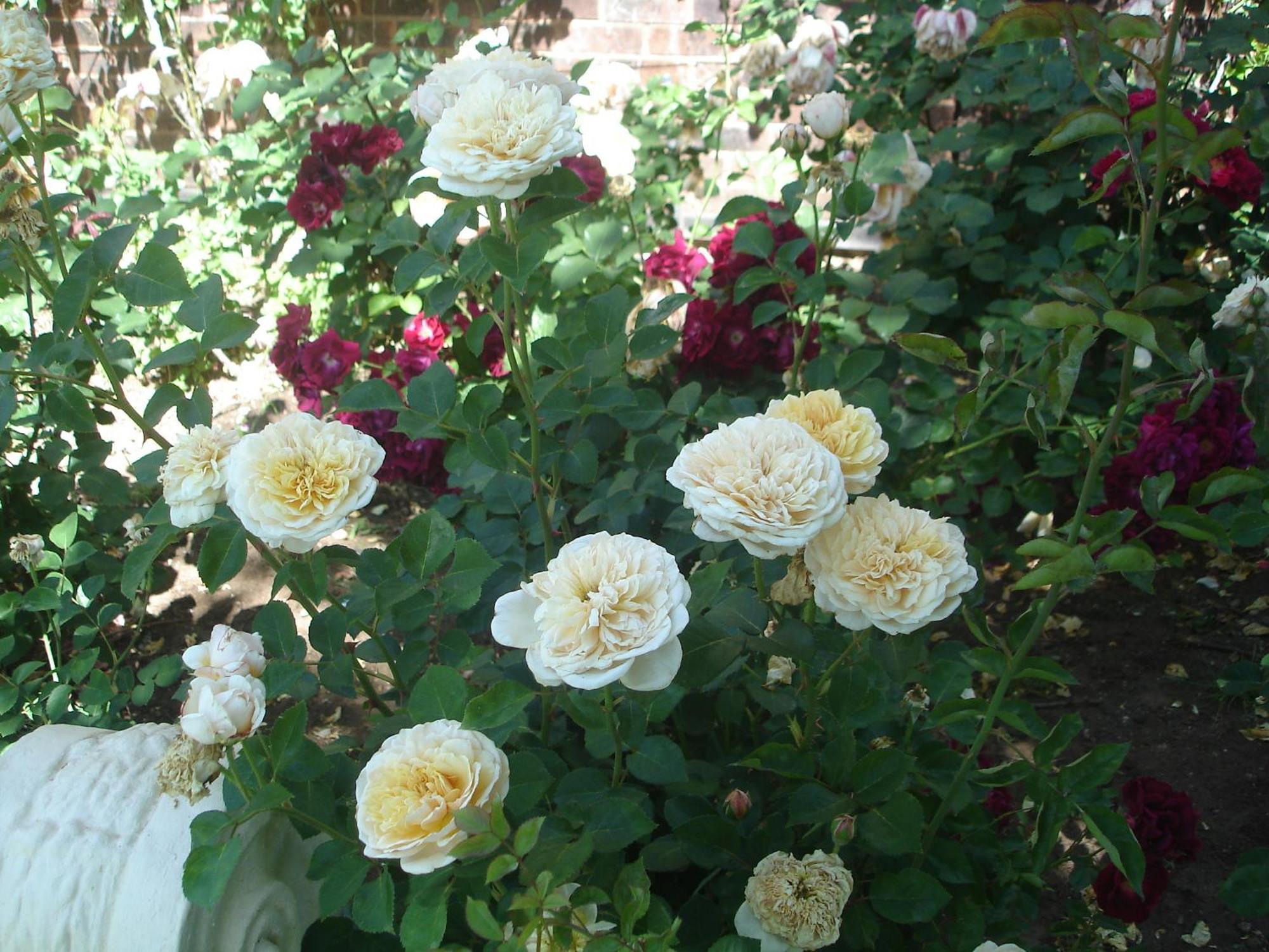 Buxton Manor Bed and Breakfast Adelaide Buitenkant foto